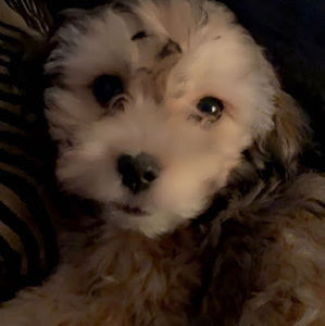 Meet your Posher, Jayda